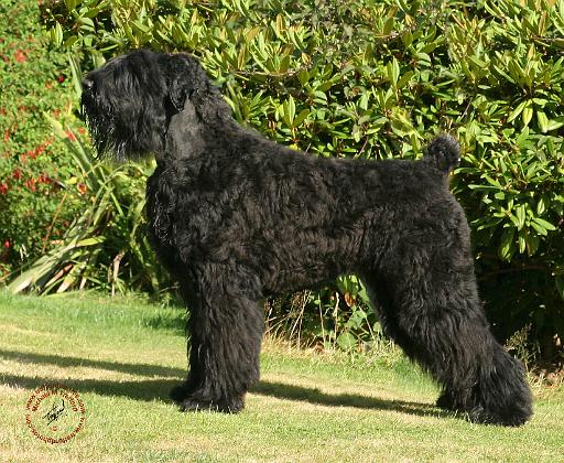 Russian Black Terrier 9Y043D-027.JPG